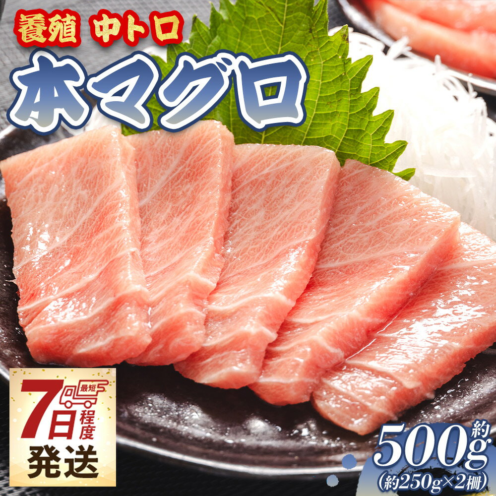 【ふるさと納税】【7日程度で発送】本マグロ 養殖 中トロ 計約500g（250g×2柵）- 鮪 まぐろ 中とろ 寿司 刺身 さしみ 海鮮丼 漬け丼 カルパッチョ おつまみ 新鮮 海産物 魚介 海の幸 スピード発送 オオジ 高知県 香南市【冷凍】
