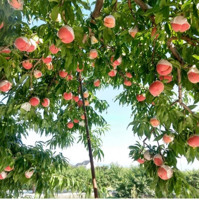 《もっちりカリカリ不思議な幸茜》人気品種指定ギフト4年連続TV出演話題ブランド2025年8月中旬発送【配送不可地域：離島・北海道・沖縄県・中国・四国・九州】