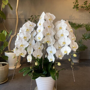 胡蝶蘭大輪5本立ち（1本につき10〜13輪蕾込）