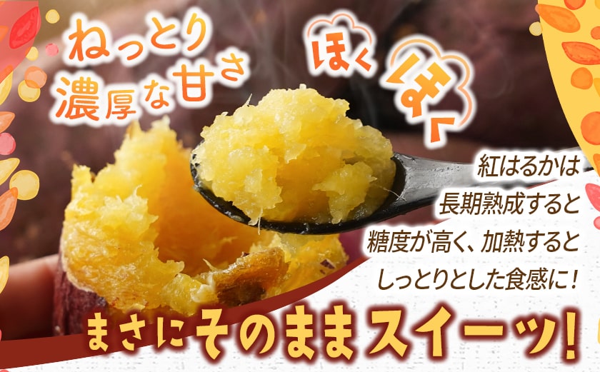 【先行受付】都城産 長期熟成紅はるか 3kg≪2026年10月下旬頃より順次お届け≫_LE-I2-001-3kg-10