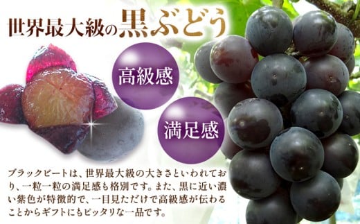 【先行予約】岡山県産 ぶどう ブラックビート 計 1kg 2房 株式会社 はちや《8月上旬-9月上旬頃出荷》岡山 国産 葡萄 フルーツ 果物 岡山県 浅口市 フルーツ 果物【配送不可地域あり】