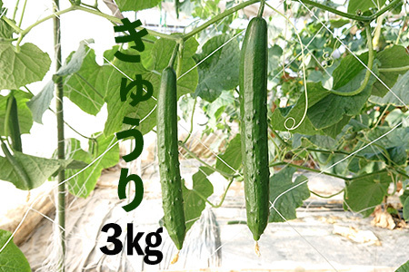 新鮮きゅうり3kg【特別栽培農産物】