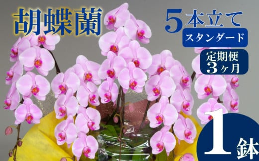 母の日 ギフト 花 人気 【定期便3ヶ月】胡蝶蘭 5本立て ピンク スタンダード お祝い プレゼント 贈り物 贈答 須崎洋蘭園 SY2000_x