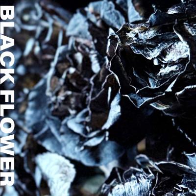 ふるさと納税 酒田市 黒い花 ゼロフラワー「BLACK FLOWERアレンジメント」フリーズドライフラワーインテリア |  | 03