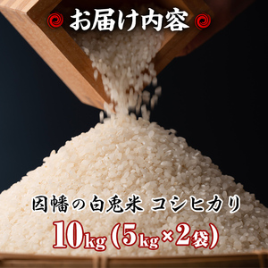 ＜先行予約受付中！2025年9月下旬〜2026年8月下旬発送予定＞＜数量限定＞【因幡の白兎米】令和7年産新米コシヒカリ10kg(5kg×2袋) 鳥取県産 お米 おにぎり ごはん お弁当 常温 【sm-