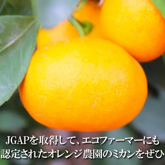 ハウスみかん 約2kg 専用箱 入り【オレンジ農園】 夏 果物 フルーツ ギフト 数量限定 期間限定 九州 大分県 ＜114-002＞
