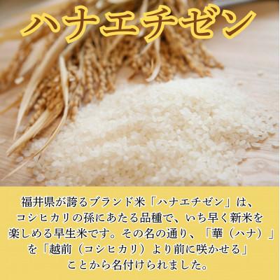 ふるさと納税 小浜市 令和7年産　新米ハナエチゼン10kg・白米 |  | 01