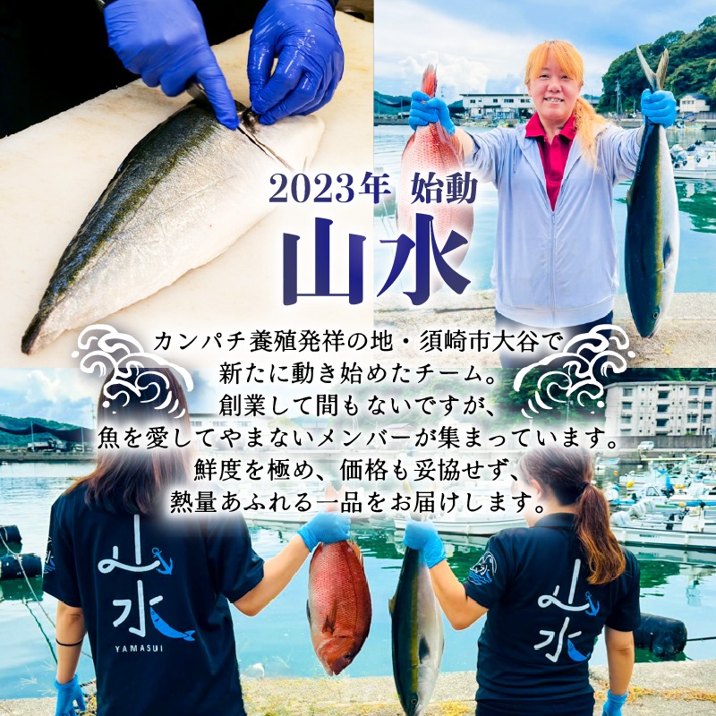 須崎産 冷凍 伊勢海老 200～300g｜伊勢海老 伊勢エビ 伊勢 海老 エビ イセエビ 刺身 味噌汁 鍋 ボイル エビフライ アレンジ可 新鮮 海鮮 高知県 須崎市 YI009