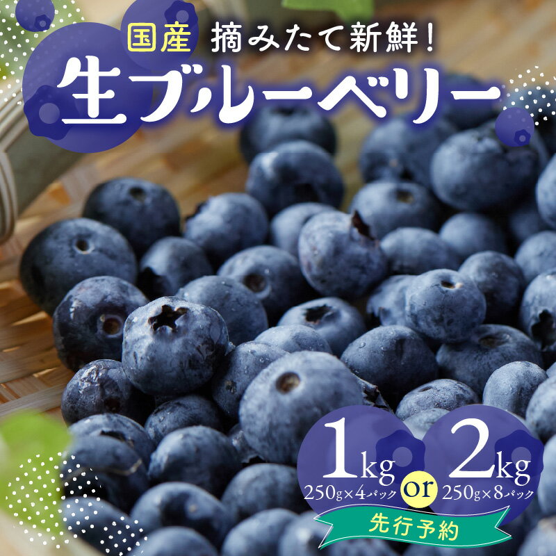 【ふるさと納税】 市産ブルーベリー 選べる内容量 (1kg・2kg) 夏季限定 国産 ブルーベリー 摘みたて 新鮮 冷蔵 生ブルーベリー 大粒ブルーベリー フルーツ 山口ブルーベリー園 【2026年先行予約】