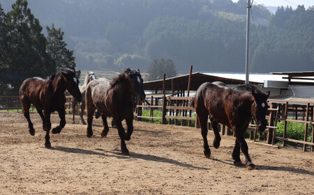 純熊本県産 上霜降り 馬刺し セット 400g 馬肉 上赤身