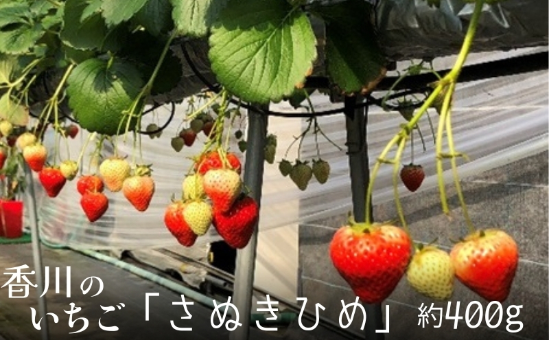 いちご「さぬきひめ」化粧箱入り約400g 果物類 苺 イチゴ フルーツ 