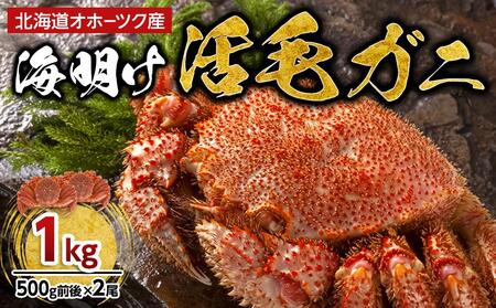【先行予約】北海道オホーツク産海明け活毛ガニ　ボイル未冷凍配送(チルド 冷蔵配送)　500g前後　2尾　（2026年3月下旬より発送予定）| かに かに かに かに かに かに _03500