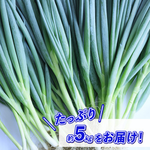 青ねぎ 5kg ネギ 葱 極上 薬味 国産 野菜 ねぎ