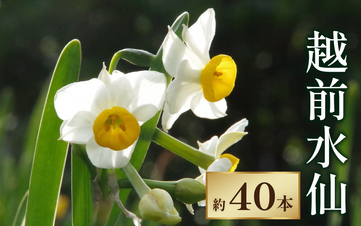 
                  【先行予約】越前水仙 生花（切花） 約40本【2026年12月より順次発送】 花 生花 切花 水仙 40本 越前水仙 すいせん スイセン  国産 冬 お正月 華道 アレンジメント 年越し 南越前町 福井県 県花 送料無料
                