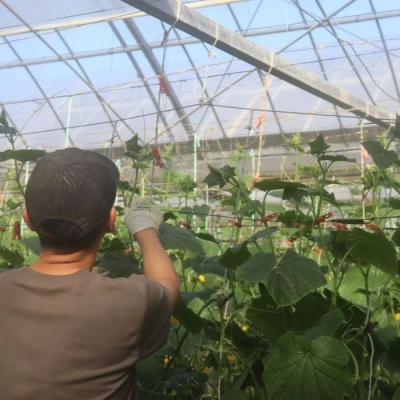 ふるさと納税 四万十市 朝採れ新鮮!四万十市産きゅうり5kg【発送時期:11月中旬〜4月下旬】 |  | 03