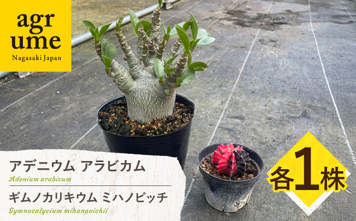 
                  ギムノカリキウム ミハノビッチ ＆ アデニウム アラビカム 各1株 Gymnocalycium mihanovichii  & Adenium arabicum 長与町/アグリューム [EAI245]
                
