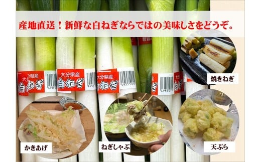 白ネギ (3kg前後) 長ネギ 産地直送 ネギ ねぎ 鍋 野菜 新鮮 西日本トップクラスの産地
