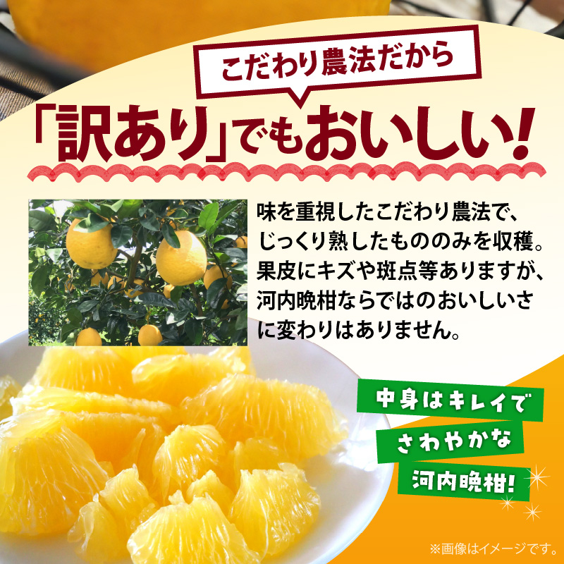AB7041n_【2026年先行予約】有田育ちの 河内晩柑 【訳あり 家庭用】3.5kg (サイズ混合)【ミカン 蜜柑 灘オレンジ サウスオレンジ 柑橘 フルーツ 和歌山 有田】