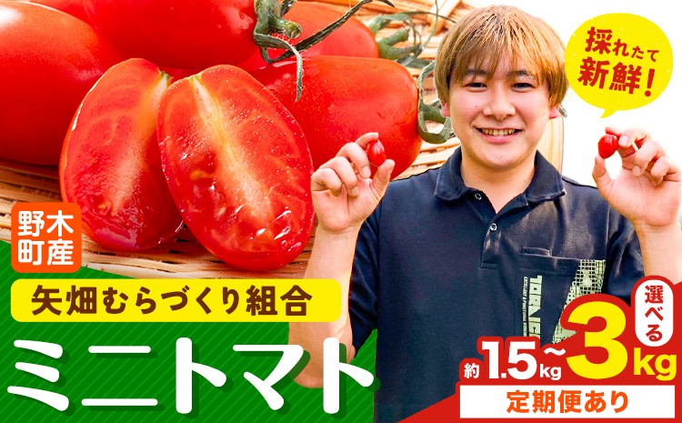 
            【先行予約】ミニトマト 約1.5kg 1箱 2箱 小箱 定期便あり 栃木県 野木町産 矢畑むらづくり組合 《2025年10月上旬-2026年6月下旬頃出荷》栃木県 野木町 トマト ミニトマト 野菜 新鮮
          