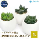 【ふるさと納税】観葉植物 ハオルチア 品種おまかせ マットボールS植え（1鉢） かわいい インテリア 手入れ簡単 玄関 寝室 リビング 贈り物 プレゼント 受皿付 軽石砂 北海道冬季発送不可 株式会社チャーム