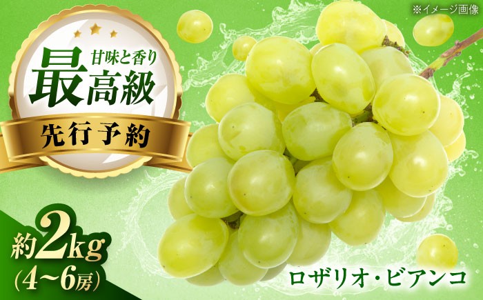 
                  【先行予約】ロザリオ・ビアンコ 約2kg1箱（4房～6房）/ ロザリオ・ビアンコ ぶどう ブドウ 葡萄 愛媛県 愛媛 内子町 フルーツ 果物 送料無料 美味しい おすすめ 人気 皮ごと 特産品 四国 国産 【有限会社ふじブドウ園】 [BKCW002]
                