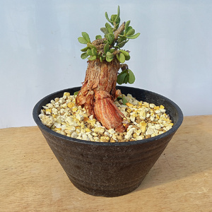 ケラリア・ピグマエア (発根管理済) A016｜観葉植物 コーデックス 盆栽 鉢植え インテリア ハコネコ [0669]