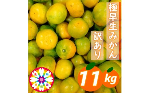 【先行受付】「 極早生 みかん 」 訳あり 約11kg《 愛咲果樹園 》【C71-4】_ 訳アリ わけあり ワケアリミカン みかん フルーツ 果物 くだもの 早生 人気 柑橘 かんきつ 不揃い 規格外 傷 愛媛 旬 産地直送 産直 季節限定 【1326992】 YWTS004
