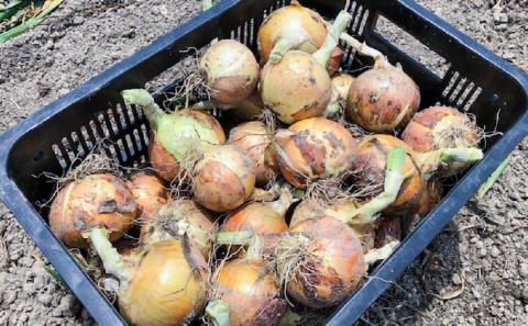 【しょうちゃんFARM】淡路島　南あわじ市産玉ねぎ3kg　◆配送6月～