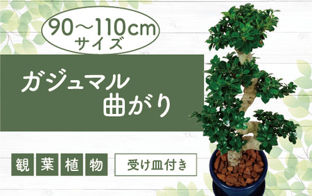 2026年4月下旬～発送 観葉植物 ガジュマル 曲がり 大鉢 T&P 110-1390 観葉植物