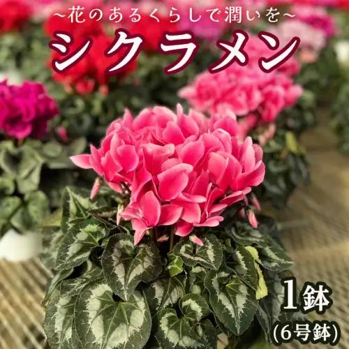 シクラメン 6号鉢 1鉢 鉢植 ギフト クリスマス プレゼント 鉢花 フラワーギフト おまかせ 贈答
