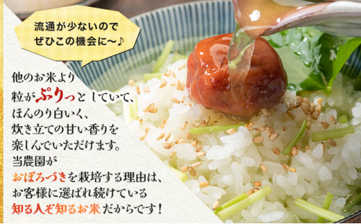 ＜令和8年産＞お米 おぼろづき 20kg｜『100%自家生産精米』善生さんの自慢の米 北海道 岩見沢市 精米 白米 新米【a104-113】【06135】 20kg