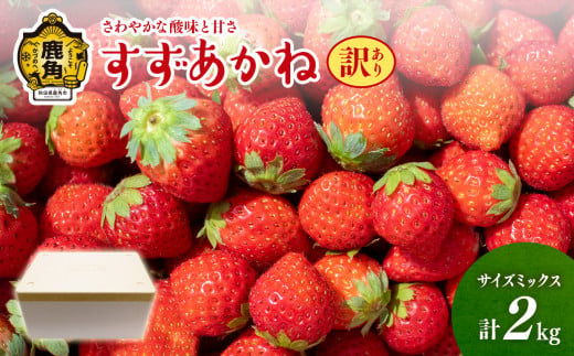 【訳あり】鹿角産いちご「すずあかね」約2kg サイズMIX【神田農園】 県産いちご 国産いちご いちご 苺 イチゴ 新鮮 旬 採れたて 贈り物 ホワイトデー バースデー 手作り ケーキ グルメ デザート 故郷 秋田 あきた 鹿角市 鹿角 2kg 2Kg 2KG●2024年7月上旬発送開始　