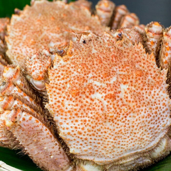 【ふるさと納税】 [北海道根室産] ボイル毛ガニ 選べる 330g 前後 × 3 尾 700g × 1 尾 600g × 3 尾 360g 前後 × 6 尾 毛がに 毛ガニ ケガニ かに カニ 蟹 お取り寄せ グルメ 海鮮 茹で蟹 茹でがに 茹でガニ 根室市 ふるさと納税