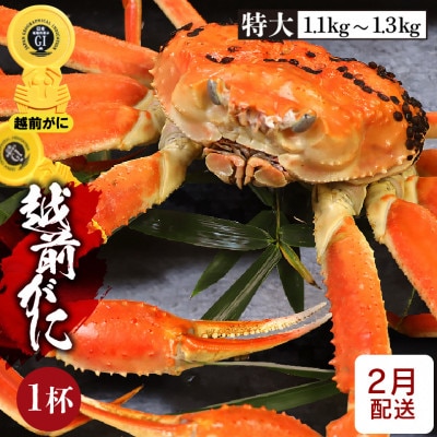 ≪浜茹で≫越前がに 特大サイズ × 1杯【2月発送分】【配送不可地域：離島】【1445923】