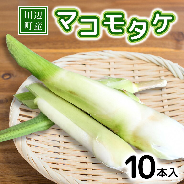 【ふるさと納税】 【先行予約 期間・数量限定】川辺町産マコモタケ 10本入 まこも マコモ まこもたけ まこもだけ マコモダケ 真菰筍 旬 野菜 ＜2025年10月初旬～10月末頃まで順次発送予定＞ V1