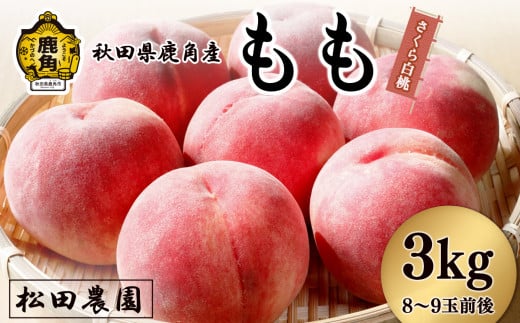《先行予約》桃「さくら白桃」約3kg（8～9玉前後）【松田農園】●2025年9月下旬発送開始 桃 もも モモ フルーツ 果物 旬 フレッシュ ジューシー 秋田県 秋田 あきた 鹿角市 鹿角 かづの 産地直送 農家直送  