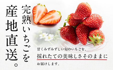 ブランドいちご 4P 約1000g 紅ほっぺ 苺
