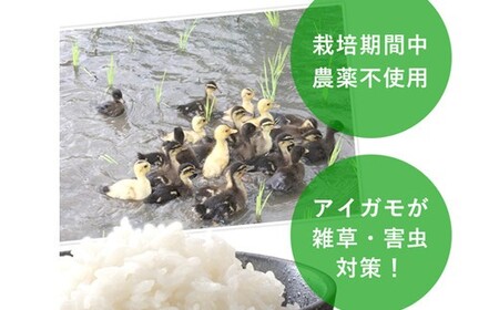 令和7年産 合鴨農法米 ヒノヒカリ 白米 5kg×1袋 米 お米 こめ ライス 農薬・化学肥料不使用 合鴨農法 国産 九州 熊本県産 常温