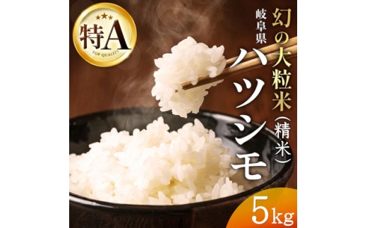 令和7年産　岐阜県産ハツシモ(精米)5kg  国産 米【1540832】
