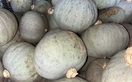 北海道産 かぼちゃ （雪化粧） 約5kg セット 山田農場 南瓜 カボチャ 冬至用かぼちゃ 野菜 やさい 北海道 京極町 常温 【2026年10月上旬-11月上旬迄発送予定】