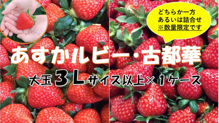 
            おかげさまで20周年 毎年大好評の甘い美味しい大粒苺（３L以上のあすかルビー・古都華（ことか））◇
※発送前に電話連絡あり
※発送時期指定不可
※北海道・沖縄・離島への配送不可
          