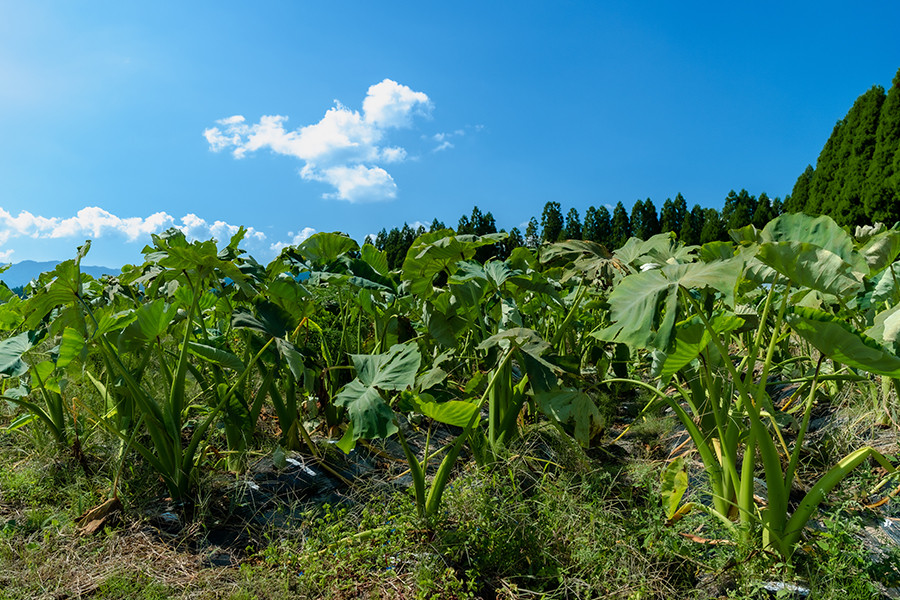 【阿蘇小国町産】農薬不使用・有機肥料使用の里芋4kg