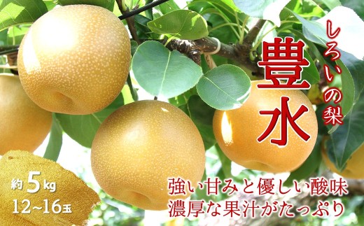 【2026年秋収穫分】豊水 梨 5kg 12～16玉 しろいの梨 予約受付 白井中央梨選果場組合