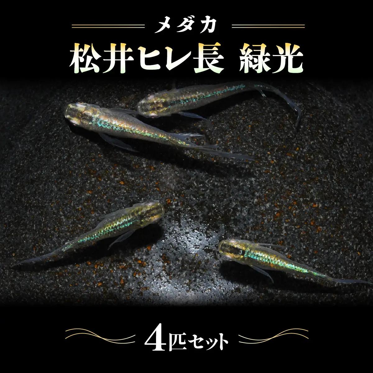 メダカ「松井ヒレ長 緑光」4匹セット 生き物生き物 HNNAD002