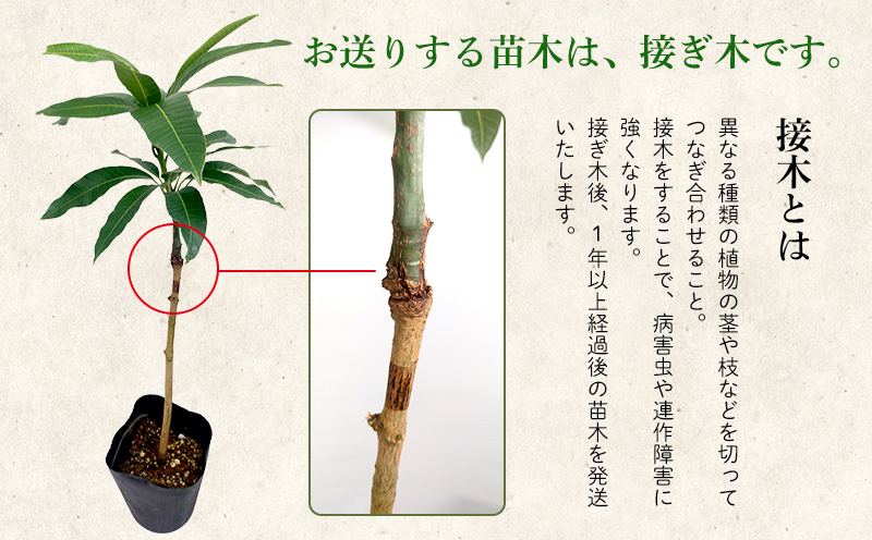 アップルマンゴー苗木3本(アーウィン種) アップル マンゴー 苗 お祝い アーウィン種 アーウィン 苗木 果物 果実 育てやすい インテリア 鉢植え 観葉植物 植物 観賞用 グリーン ギフト 贈り物 