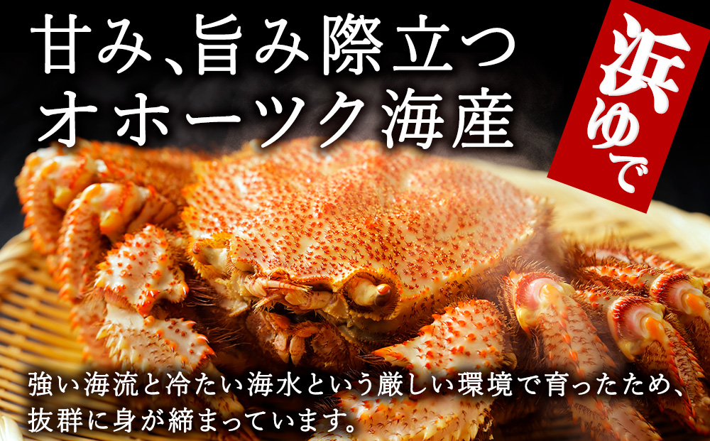 北海道オホーツク海産　浜ゆで毛がに　約400g×2尾