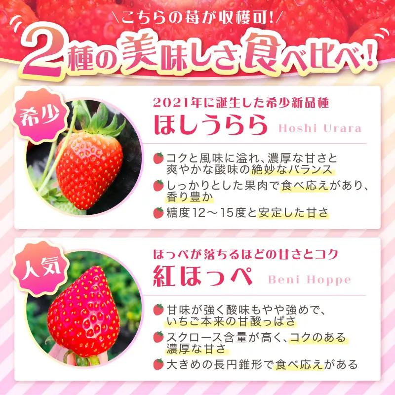 【見つけて、摘んで、食べて！】希少いちご「ほしうらら」を摘みに行こう いちご狩り 体験チケット（大人1名）【121E-001】