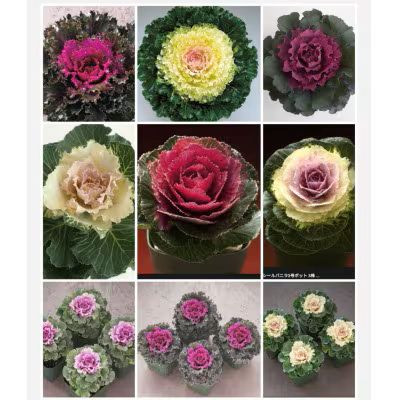 
            洋風ミニ葉牡丹セット◆葉牡丹の産地より薔薇のような葉牡丹をお届け◆20苗 | 葉牡丹 ミニ セット 花 兵庫県 上郡町
          