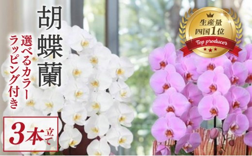 
                  指定日配達 胡蝶蘭 3本立て ピンク 白 紅白 スタンダード ハイグレード 訳あり 花 はな お花 日付指定 記念日 お祝い プレゼント ギフト 贈答 贈り物 ラッピング 鉢花 鉢植え 洋蘭 洋ラン 冠婚葬祭 蘭 らん 新築祝い 豪華 華 華やか 敬老 誕生日 人気 ランキング おいわい 開店祝い 開業祝い こちょうらん きねんび 四国 生産数 1位 いちい ふるさと納税 大輪 産地直送 高知
                