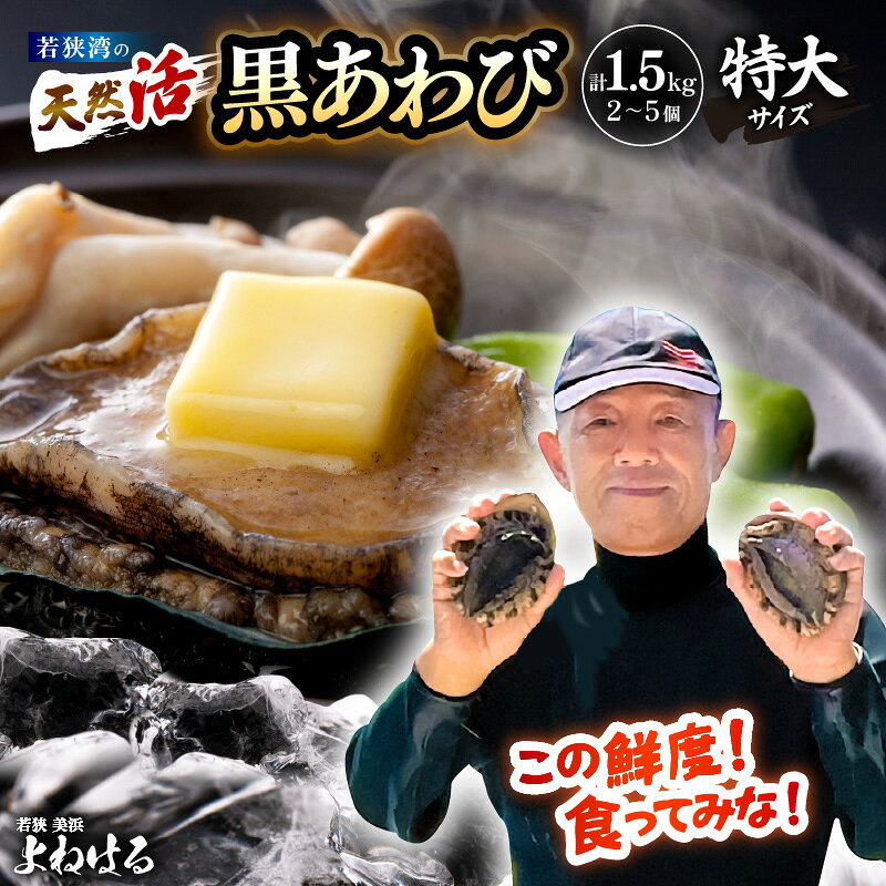 【ふるさと納税】【先行予約】天然 活黒アワビ 計1.5kg （2〜5個） 特大サイズ 【選べる発送月】入手困難 日本海若狭湾 鮮度抜群 刺身 お造り バター焼き BBQ あわび アワビ 鮑 クロアワビ 黒あわび 魚介類 貝 活あわび